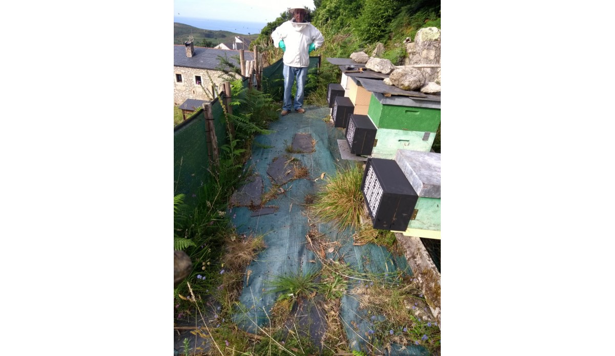 Protegeix els teus ruscos de l'atac de la vespa asiàtica (vespa velutina nigrithorax)